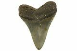 Fossil Megalodon Tooth - North Carolina #328240-2